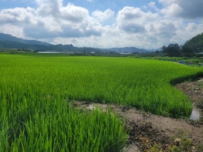 청양군 정산면 서정리 전답 경매 물건 사진