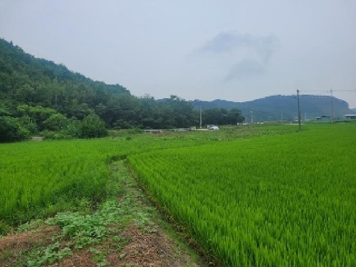 공주시 오곡동 583-1 전답 경매 물건 사진