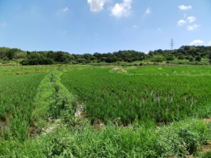 서산시 대산읍 대로리 전답 경매 물건 사진