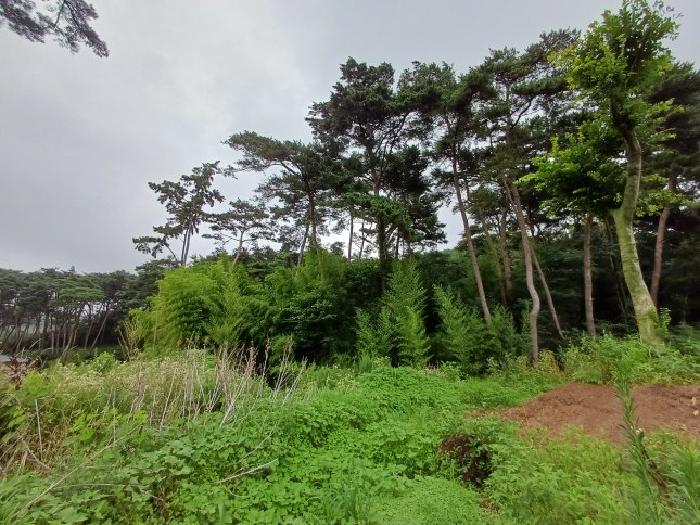 서산시 부석면 강수리 임야 경매 물건 사진