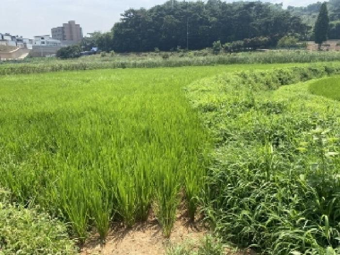 당진시 송악읍 월곡리 답 경매 물건 사진