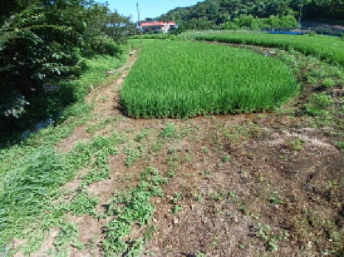 서산시 지곡면 무장리 전답 경매 물건 사진