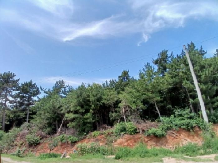 서산시 대산읍 대로리 임야 경매 물건 사진