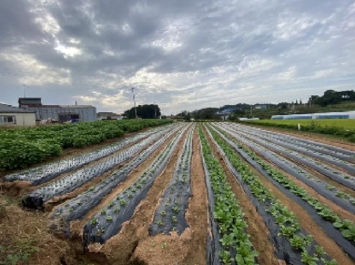당진시 신평면 운정리 전 경매 물건 사진