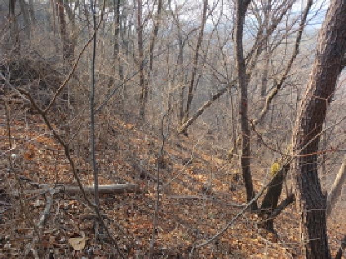 서산시 지곡면 장현리 임야 경매 물건 사진