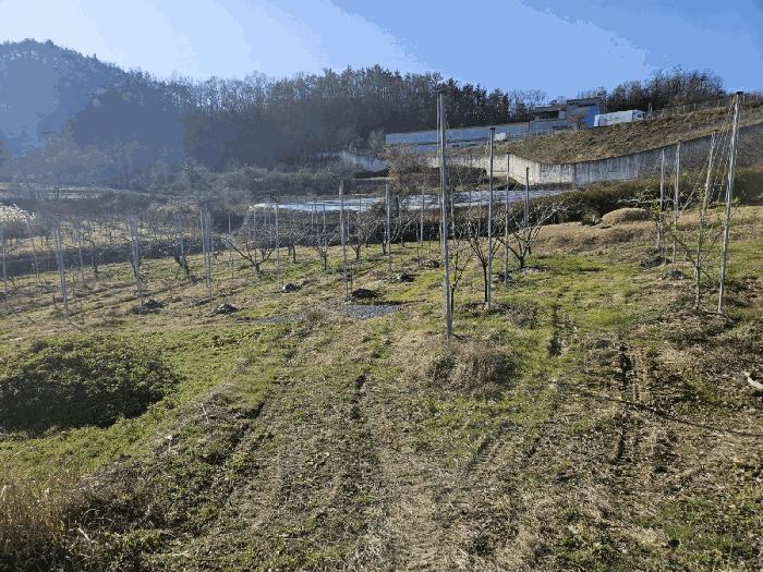 영천시 금호읍 관정리 과수원 경매 물건 사진