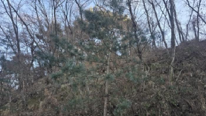칠곡군 가산면 학하리 임야 경매 물건 사진