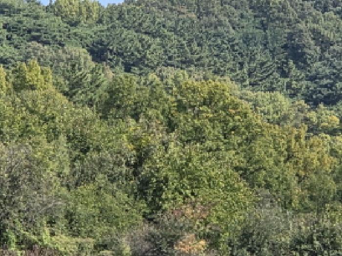 경산시 자인면 읍천리 답 경매 물건 사진