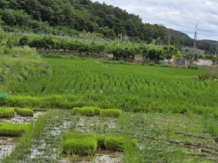 영천시 화산면 화산리 답 경매 물건 사진