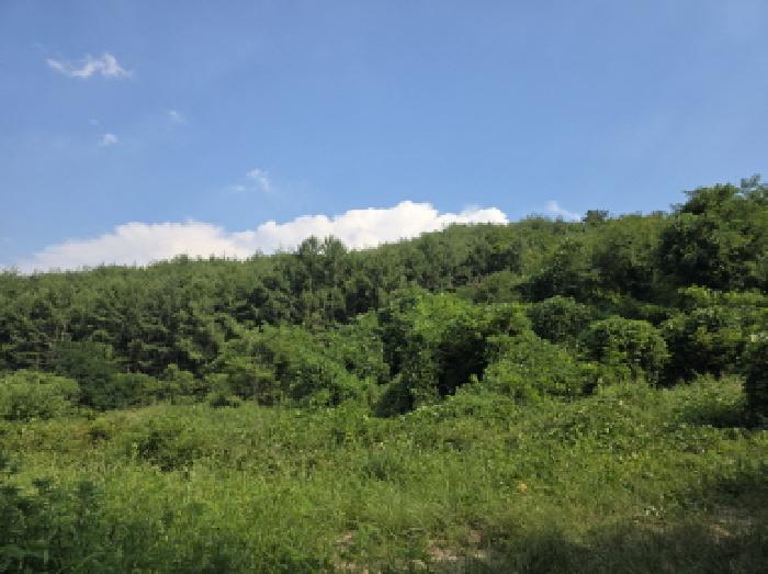 청도군 금천면 사전리 임야 경매 물건 사진