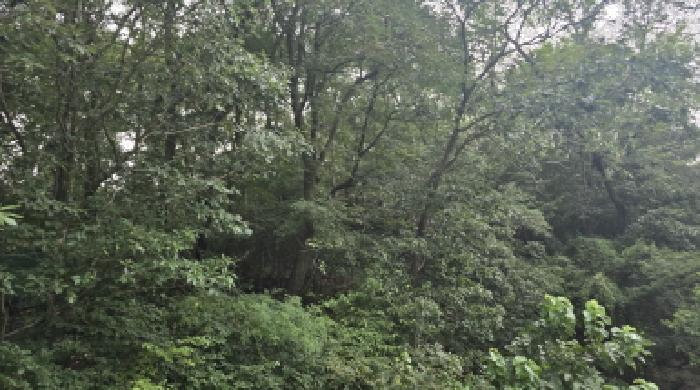 칠곡군 지천면 낙산리 임야 경매 물건 사진