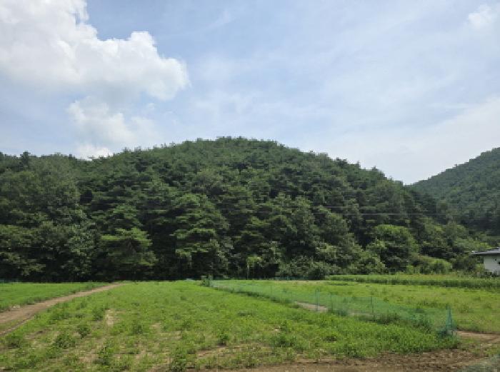 영천시 신녕면 부산리 임야 경매 물건 사진