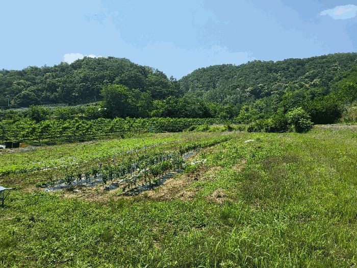 영천시 고경면 전사리 전 경매 물건 사진