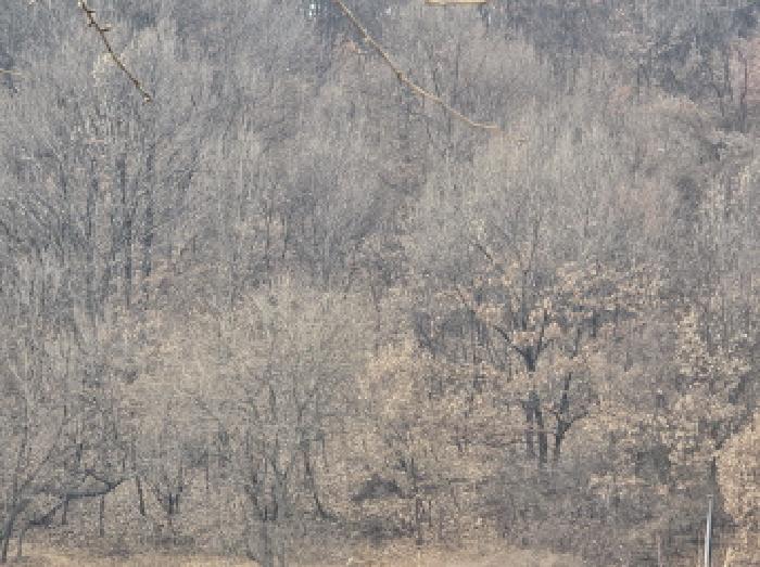 경산시 와촌면 강학리 임야 경매 물건 사진
