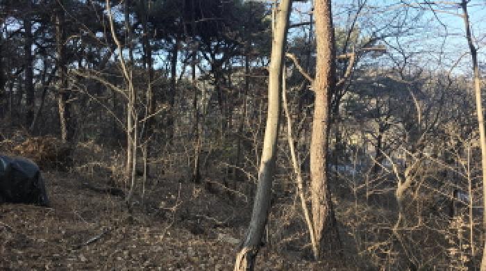 칠곡군 석적읍 성곡리 임야 경매 물건 사진