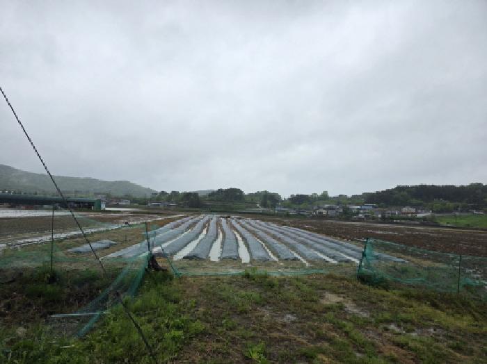 안동시 풍천면 가곡리 답 경매 물건 사진