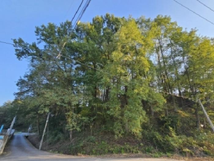 영주시 상망동 산7 임야 경매 물건 사진