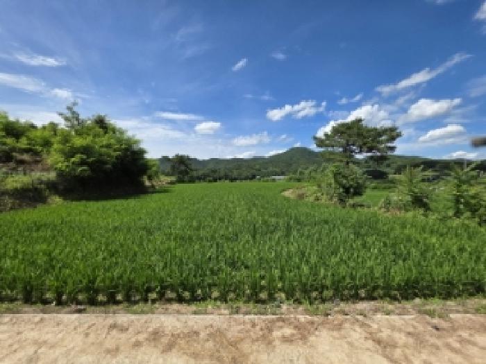 안동시 풍산읍 오미리 전 경매 물건 사진