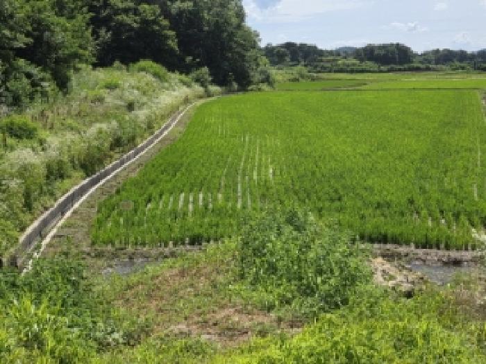 안동시 풍산읍 오미리 답 경매 물건 사진
