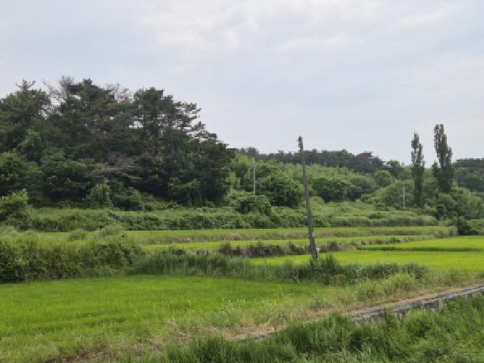 경주시 천북면 성지리 답 경매 물건 사진
