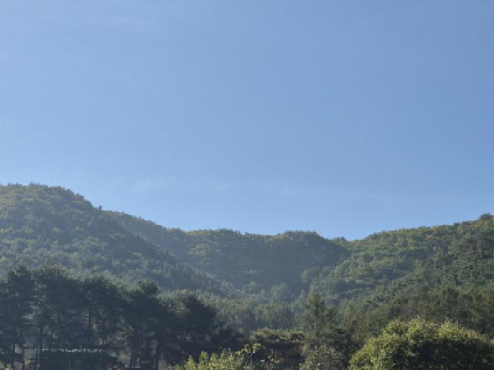 경주시 내남면 안심리 임야 경매 물건 사진