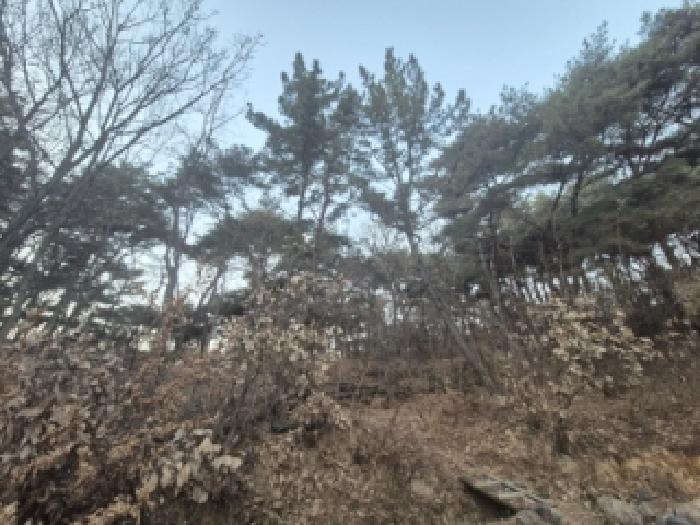 경주시 구정동 산32-12 임야 경매 물건 사진