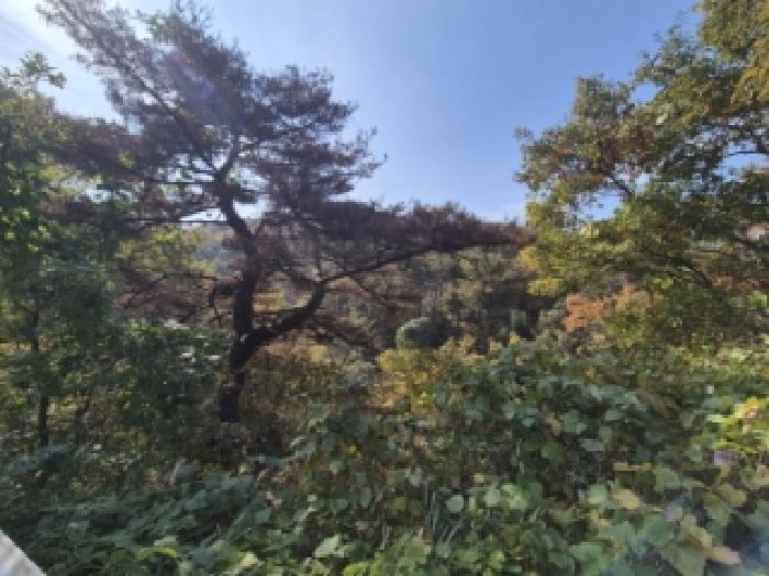 경주시 양남면 효동리 임야 경매 물건 사진