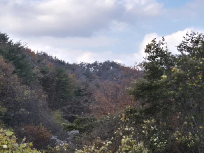 경주시 양남면 상계리 임야 경매 물건 사진