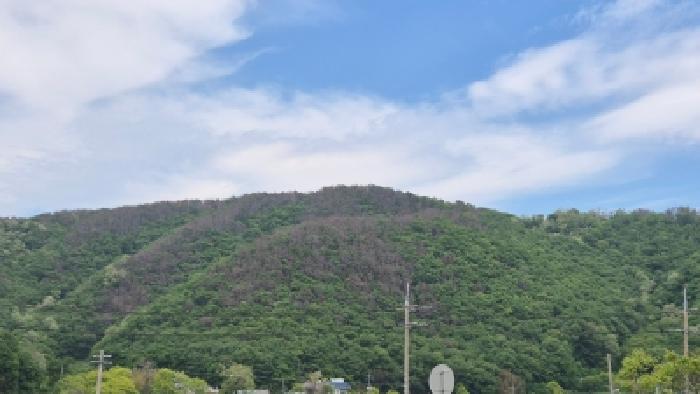 경주시 감포읍 대본리 임야 경매 물건 사진
