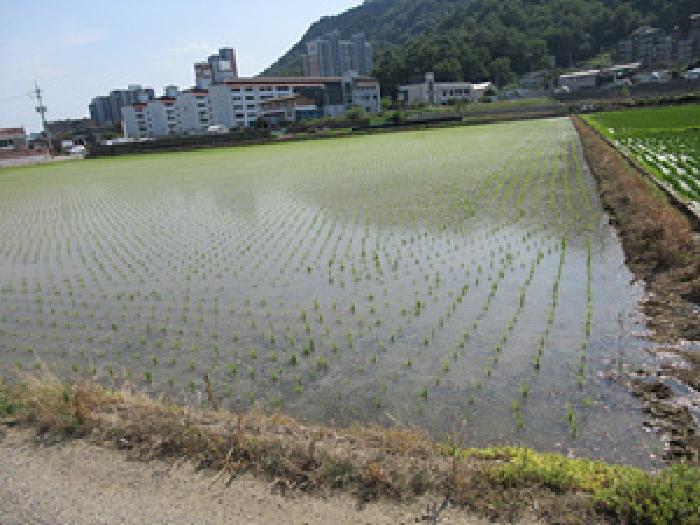 문경시 흥덕동 537-1 답 경매 물건 사진