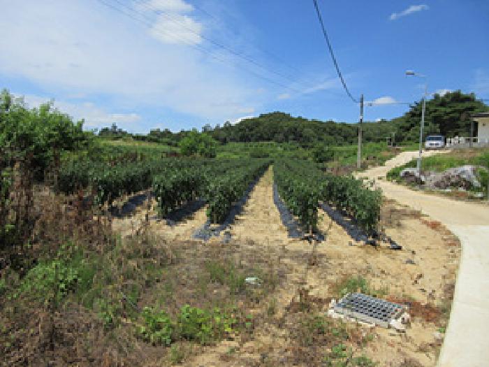예천군 지보면 소화리 전 경매 물건 사진