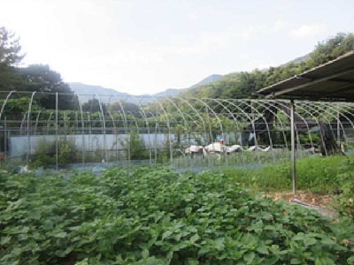 상주시 화북면 용유리 전답 경매 물건 사진