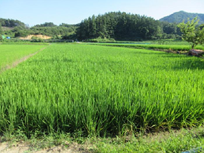 상주시 내서면 평지리 답 경매 물건 사진