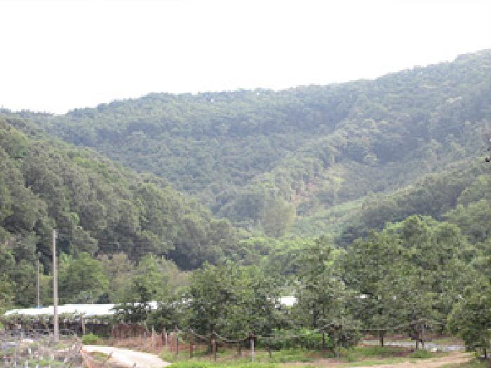 상주시 모동면 신흥리 임야 경매 물건 사진
