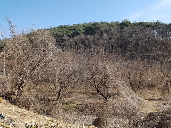 의성군 옥산면 실업리 과수원 경매 물건 사진