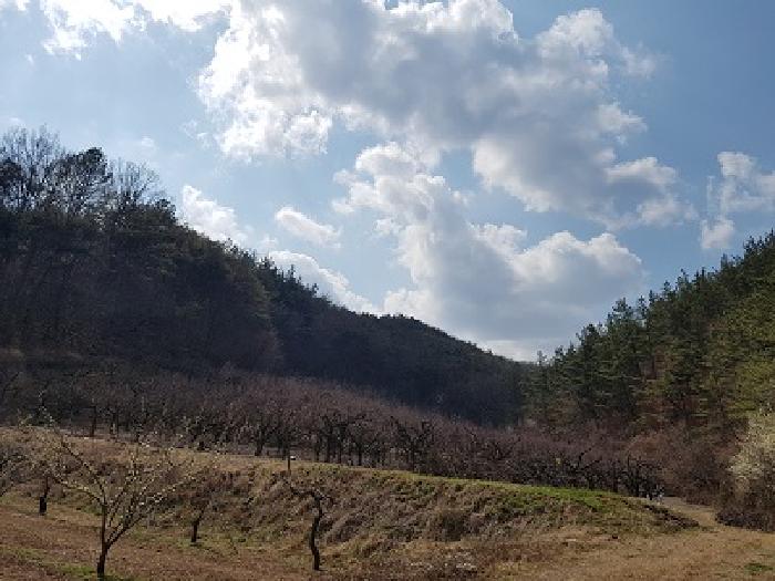 군위군 우보면 문덕리 과수원 경매 물건 사진