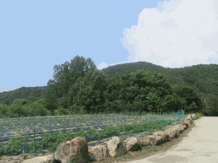 군위군 삼국유사면 화북리 임야 경매 물건 사진
