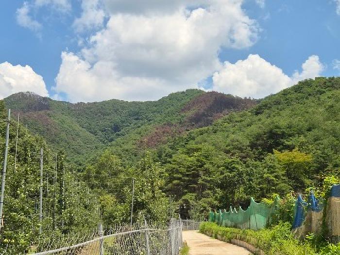 의성군 옥산면 감계리 임야 경매 물건 사진