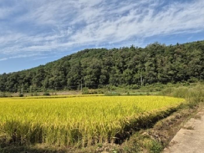의성군 금성면 도경리 답 경매 물건 사진