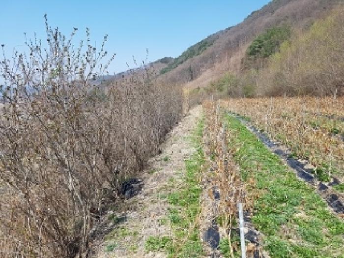 청송군 현동면 월매리 전답 경매 물건 사진