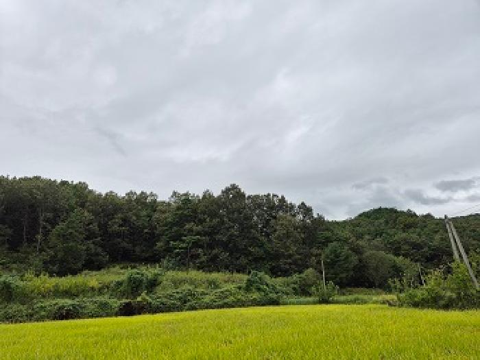 의성군 단밀면 생송리 임야 경매 물건 사진