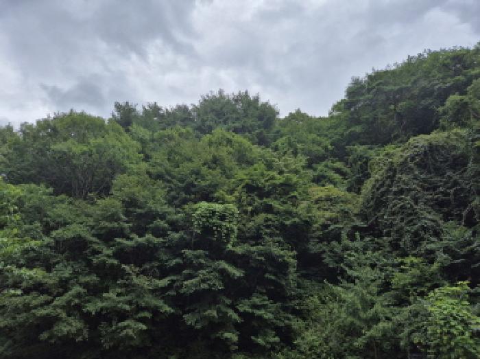 영덕군 축산면 조항리 임야 경매 물건 사진