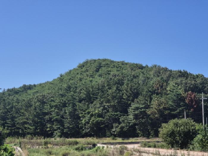 영덕군 남정면 장사리 임야 경매 물건 사진
