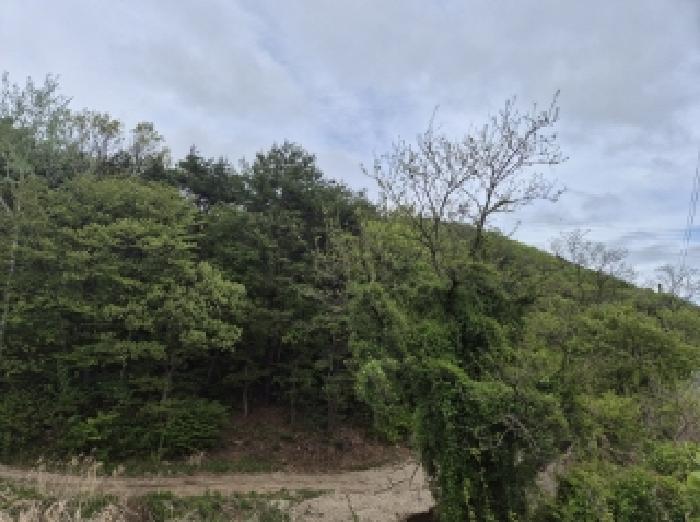포항시 남구 오천읍 임야 경매 물건 사진