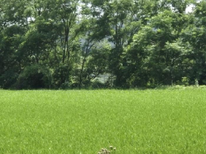 포항시 북구 청하면 답 경매 물건 사진