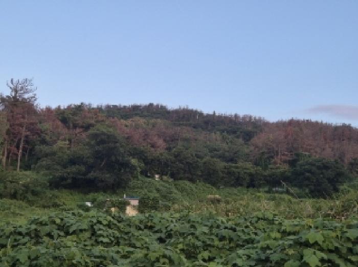포항시 남구 동해면 임야 경매 물건 사진