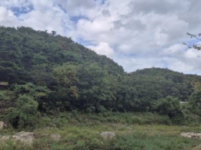 포항시 남구 대송면 임야 경매 물건 사진