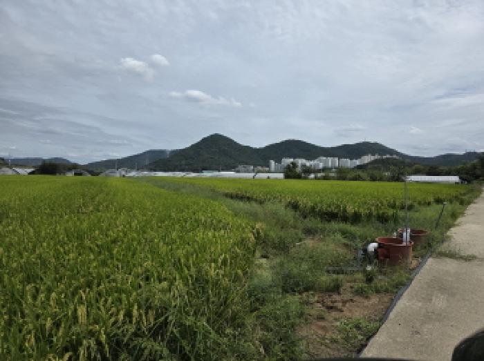 달성군 다사읍 박곡리 답 경매 물건 사진