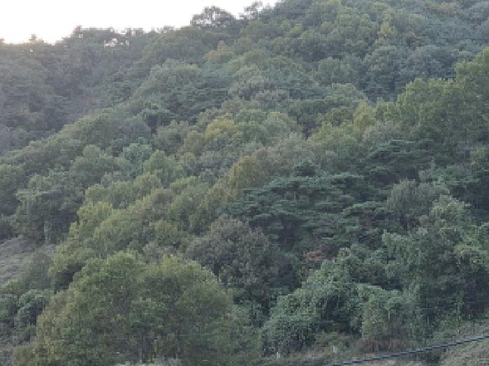 성주군 가천면 마수리 답 경매 물건 사진