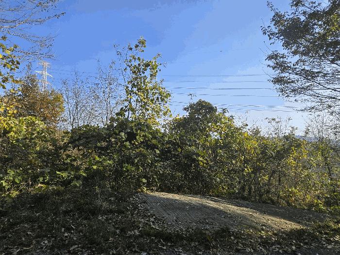 고령군 개진면 오사리 임야 경매 물건 사진